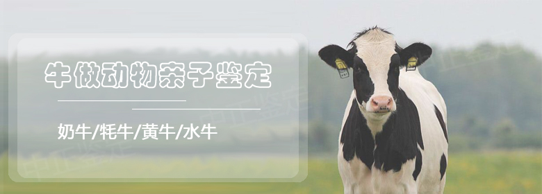 牛动物鉴定